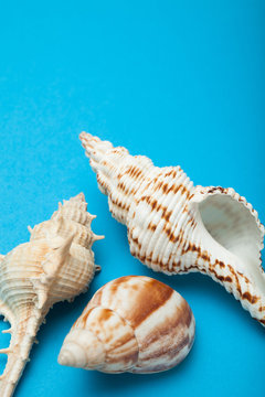 Three seashells on a blue background, vertically. Copy space.