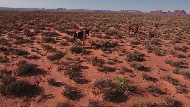 follow right side of Wild horses, drone aerial 4k, monument valley, valley of the gods, desert, cowboy, desolate, mustang, range, utah, nevada, arizona, gallup, paint horse