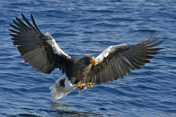 Steller's sea eagle fishing. Adult Steller's sea eagle (sciencific name:Haliaeetus pelagicus).