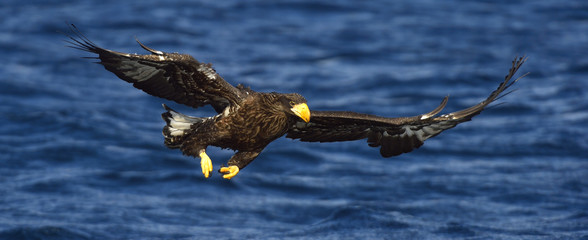 Steller's sea eagle fishing. Adult Steller's sea eagle (Haliaeetus pelagicus).