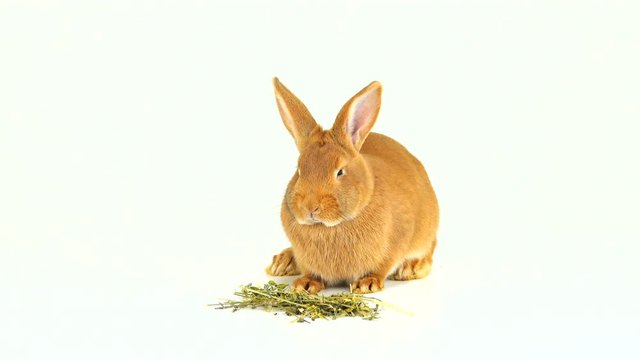 rabbit eating hay on a white screen  (six months old)