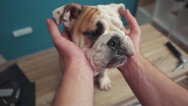 close up face beautiful white brown english bulldog sitting on table hand man stroking dog face animal breed play lawn bull portrait playful pedigree cute happy mammal slow monion pet hand friends