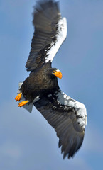 Steller's sea eagle fishing. Adult Steller's sea eagle (sciencific name:Haliaeetus pelagicus).