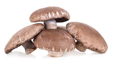 Portobello mushroom isolated on the white background.