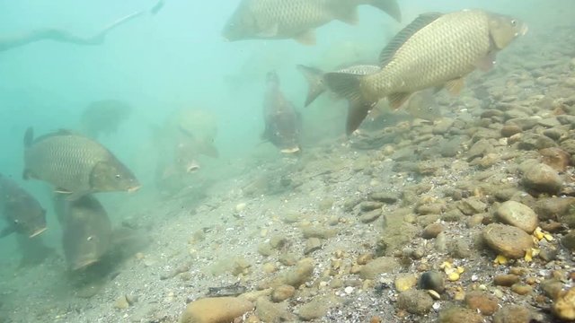 Freshwater fish carp (Cyprinus carpio) in the beautiful clean pound. Underwater video in the lake. Wild life animal. Feeding common carp in the nature habitat with nice background.