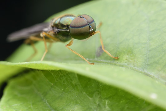 Super macro Fruit fly on green leaf