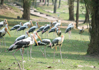 Painted storks