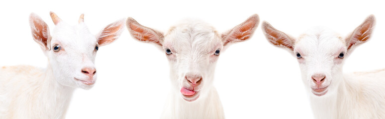 Obraz premium Portrait of a three funny white goat, isolated on white background
