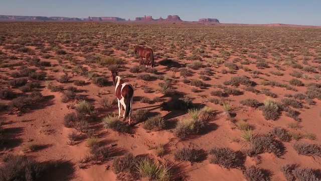 slow follow tracking behind Wild horses, drone aerial 4k, monument valley, valley of the gods, desert, cowboy, desolate, mustang, range, utah, nevada, arizona, gallup, paint horse