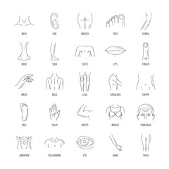 Line human male and female body parts vector set icons. Anatomy body part, contour leg and breast illustration isolated on white background