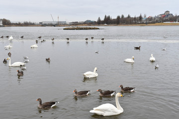 Iceland Reykjavik Tjörnin lake アイスランド レイキャビク チョルトニン湖