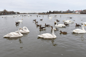 Iceland Reykjavik Tjörnin lake アイスランド レイキャビク チョルトニン湖