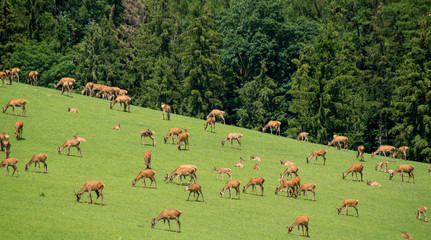 A herd of deer