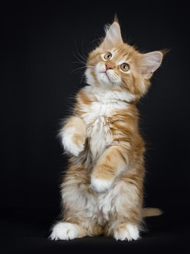 Red tabby with white Maine Coon cat / kitten standing on back paws dancing isolated on black background.