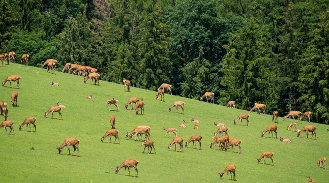 Fototapeta A herd of deer