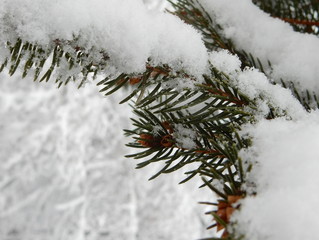 abeti dopo la nevicata