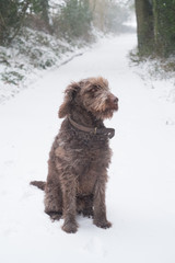 Chocolate brown labradoodle dog in the snow, hampshire, England, United Kingdom.