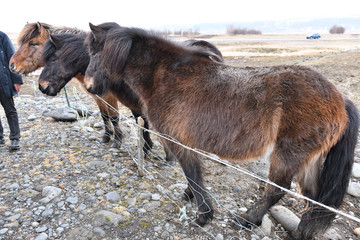 Iceladn Icelandic horse アイスランドホース アイスランディックホース