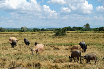 Naklejka na ściany i meble A group of buffalo eat grass at the field.