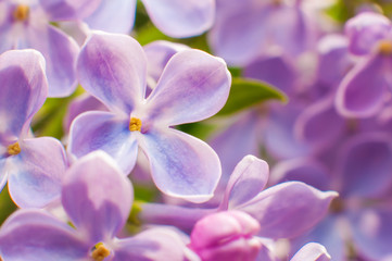 Fototapeta na wymiar Purple flowers of lilac macro, close-up