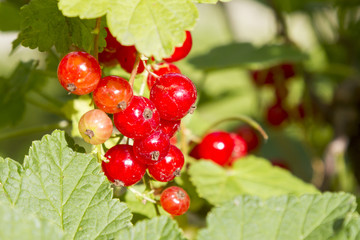 Branch of of ripe redcurrant growing lit with sunlight. healthy food