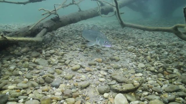 Beautiful Pike perch (Sander lucioperca). Underwater video of fresh water fish. Animals in nature. Close up swimming pike perch, Huge Walleye or Zander. Lake or river habitat. 