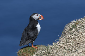 Puffin enjoys a beautiful day on the Langanes Peninsula bird cliffs in north Iceland