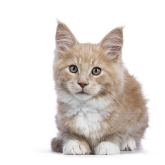 Creme Maine Coon cat / kitten laying down facing the camera isolated on white background.