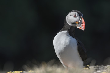 Puffin enjoys a beautiful day on the Langanes Peninsula bird cliffs in north Iceland