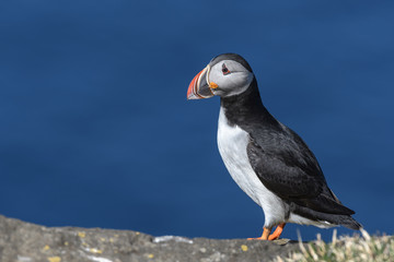 Puffin enjoys a beautiful day on the Langanes Peninsula bird cliffs in north Iceland