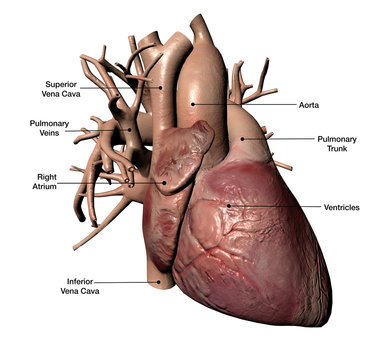 Human Heart with Coronary Arteries and Veins Labeled
