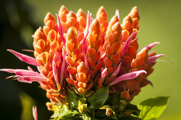 folhagem de inverno tropica;