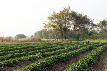 Fototapeta na wymiar Sweet potato garden with farmers.