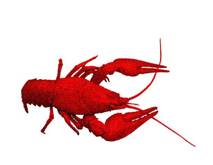 Red  crawfish. Isolated on  white background. Vector illustration.