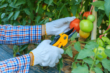 Tomatoes harvesting on stem in the garden.