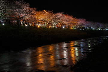 夜の桜祭り