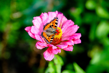 Butterfly hives sitting on a flower of zinnia 