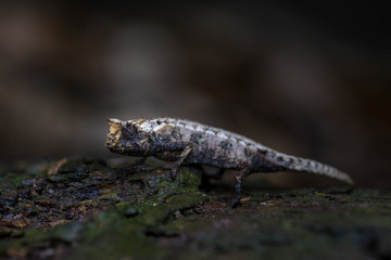 chameleon - Brookesia tristis, small endangered beautiful endemic chameleon from Madagascar tropical forest. Camouflage.