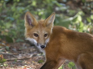 Portrait of a Young Fox