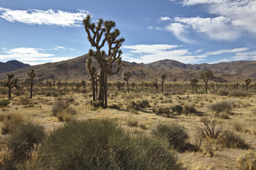 Joshua Tree National Park