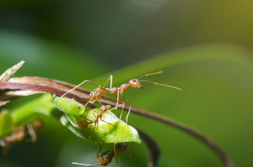 Ants are hanging on branches.