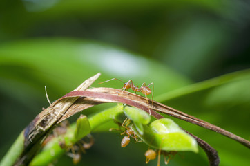 Ants are hanging on branches.