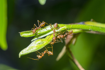 Ants are hanging on branches.