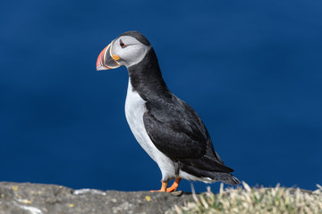 Puffin enjoys a beautiful day on the Langanes Peninsula bird cliffs in north Iceland
