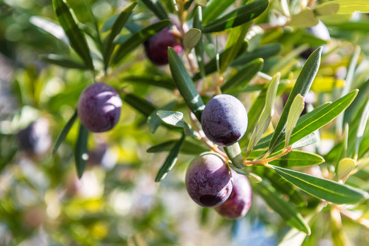 ripe dark olives on a tvig