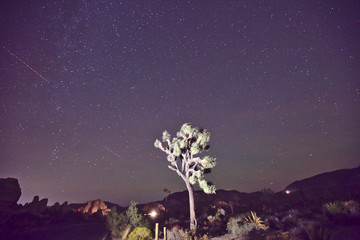 Joshua Tree National Park