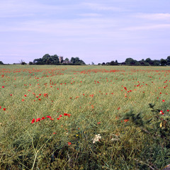 Summer rural cotswold landscape poppy field, Coates, Gloucestershire, UK