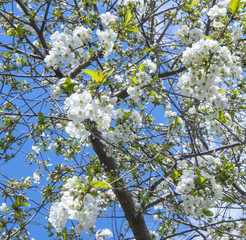 Spring cherry blossoms. White flowers against the blue sky.