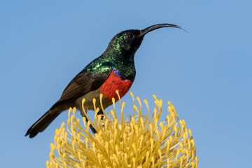 Fototapeta premium One greater double-collared sunbird feeding on a bright yellow pincushion protea against a clear blue sky. The bird's tongue is visible
