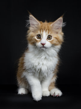 Red tabby high white Maine Coon cat / kitten sitting with one paw in the air isolated on black background.